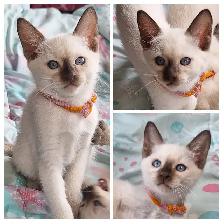Beautiful Siamese Kittens - Photo 7