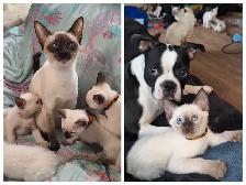 Beautiful Siamese Kittens - Photo 8