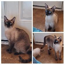Beautiful Siamese Kittens - Photo 9