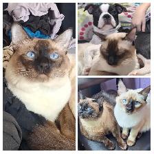 Beautiful Siamese Kittens - Photo 10