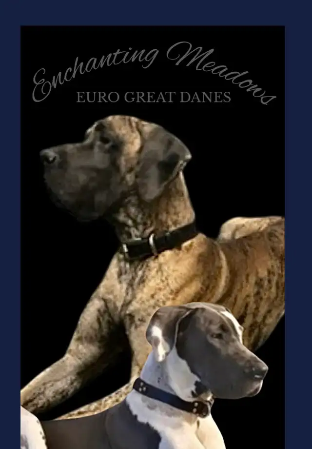 Euro Great Danes