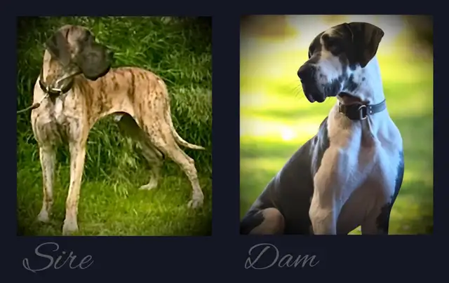 Euro Great Danes - Photo 2