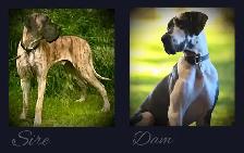 Euro Great Danes - Photo 2