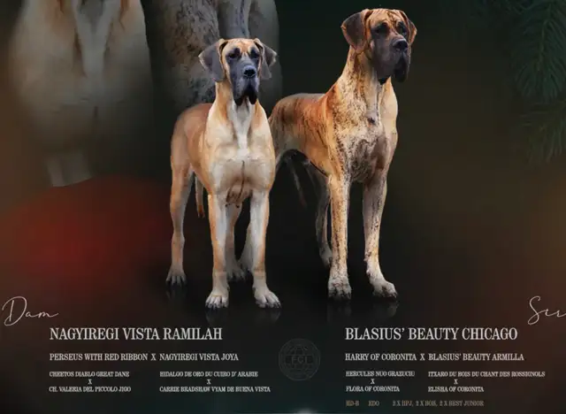 Euro Great Danes - Photo 3