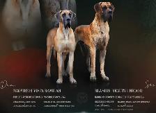 Euro Great Danes - Photo 3
