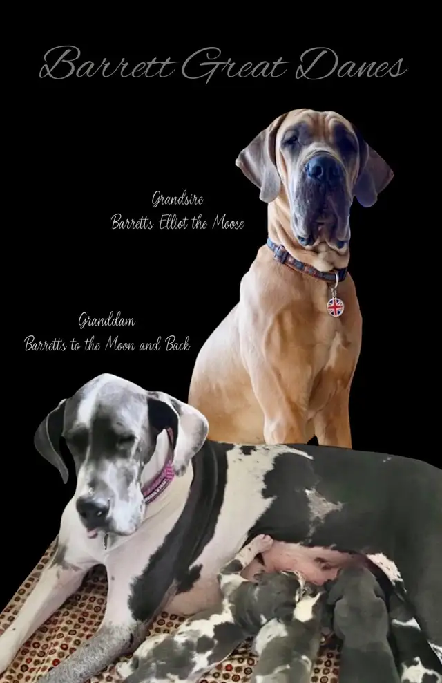 Euro Great Danes - Photo 4