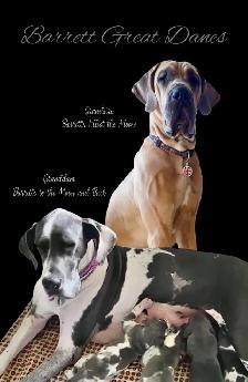 Euro Great Danes - Photo 4