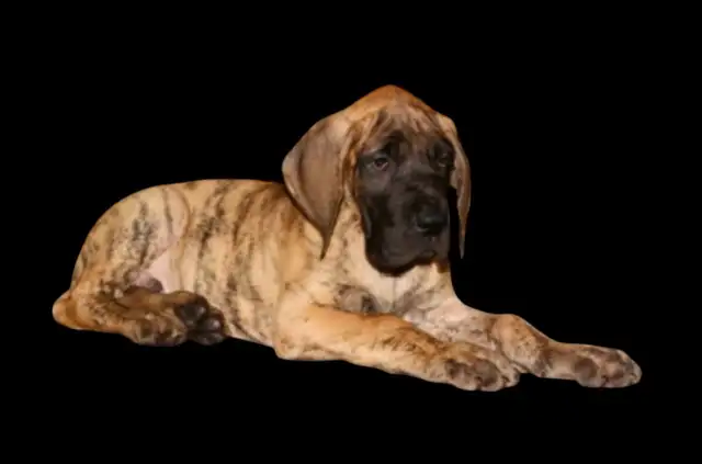 Euro Great Danes - Photo 5