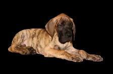 Euro Great Danes - Photo 5
