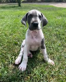Euro Great Danes - Photo 6