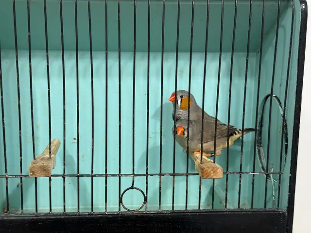 English zebra finches