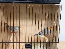 English zebra finches - Photo 2
