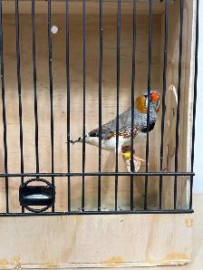 English zebra finches - Photo 3