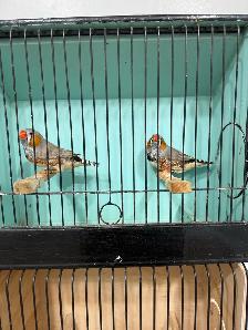 English zebra finches - Photo 4