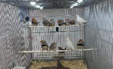 English zebra finches - Photo 5