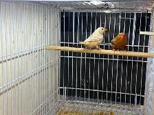 English zebra finches - Photo 6