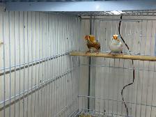 English zebra finches - Photo 7