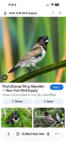 English zebra finches - Photo 9