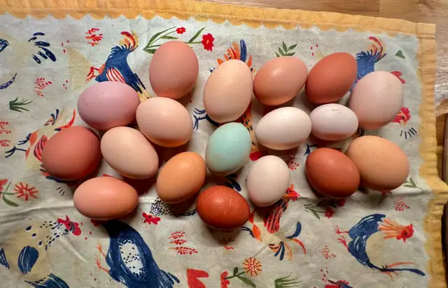 Fresh Eggs