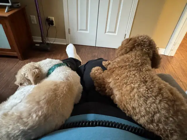 dog sitter with experience