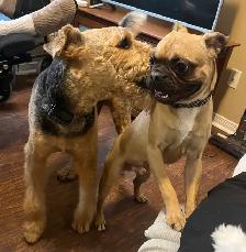 dog sitter with experience - Photo 2