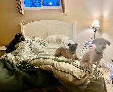 dog sitter with experience - Photo 3