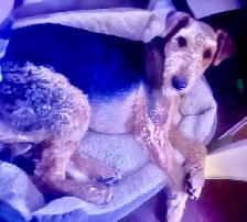 dog sitter with experience - Photo 4