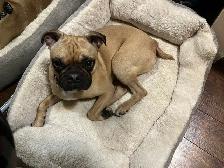 dog sitter with experience - Photo 5