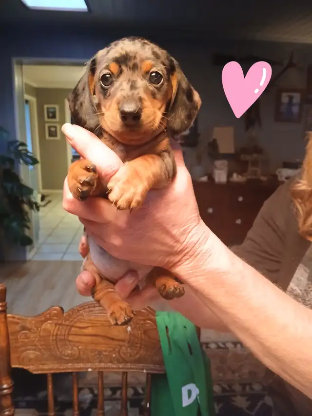 Miniature Dachshund puppies
