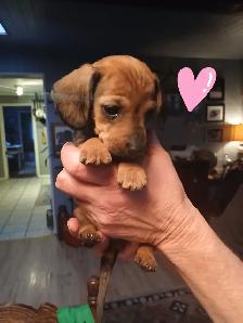 Miniature Dachshund puppies - Photo 2
