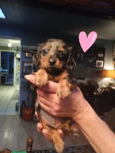 Miniature Dachshund puppies - Photo 3