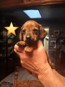 Miniature Dachshund puppies - Photo 4