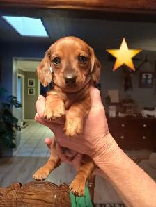 Miniature Dachshund puppies - Photo 5