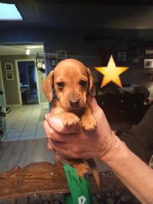 Miniature Dachshund puppies - Photo 6