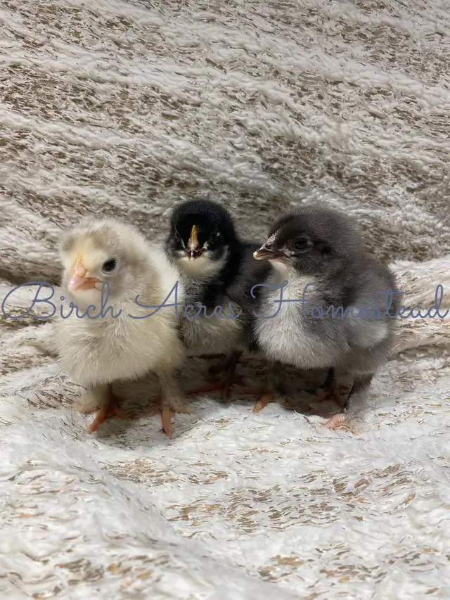 Day Old Heritage Breed Chicks