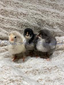 Day Old Heritage Breed Chicks
