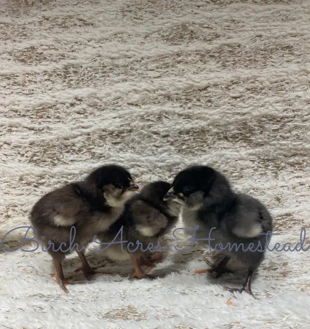 Day Old Heritage Breed Chicks - Photo 2