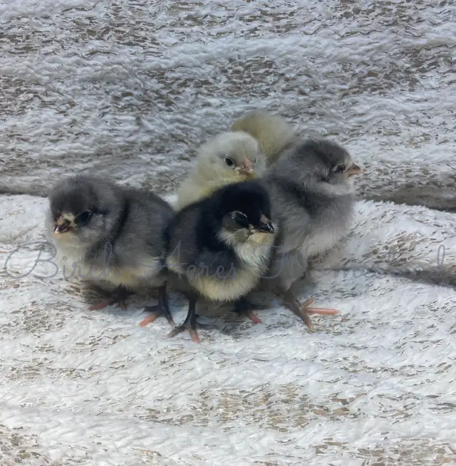 Day Old Heritage Breed Chicks - Photo 3