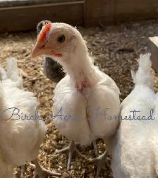 Day Old Heritage Breed Chicks - Photo 4