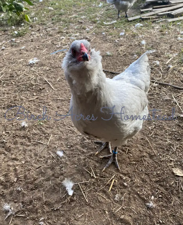 Day Old Heritage Breed Chicks - Photo 10