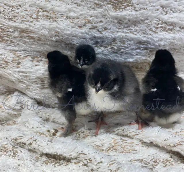 Black Copper Marans Hatching Eggs and Chicks