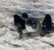 Black Copper Marans Hatching Eggs and Chicks
