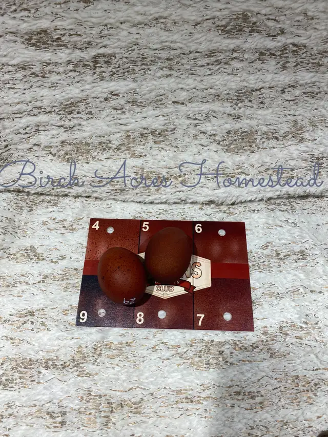 Black Copper Marans Hatching Eggs and Chicks - Photo 2