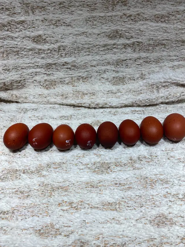 Black Copper Marans Hatching Eggs and Chicks - Photo 3