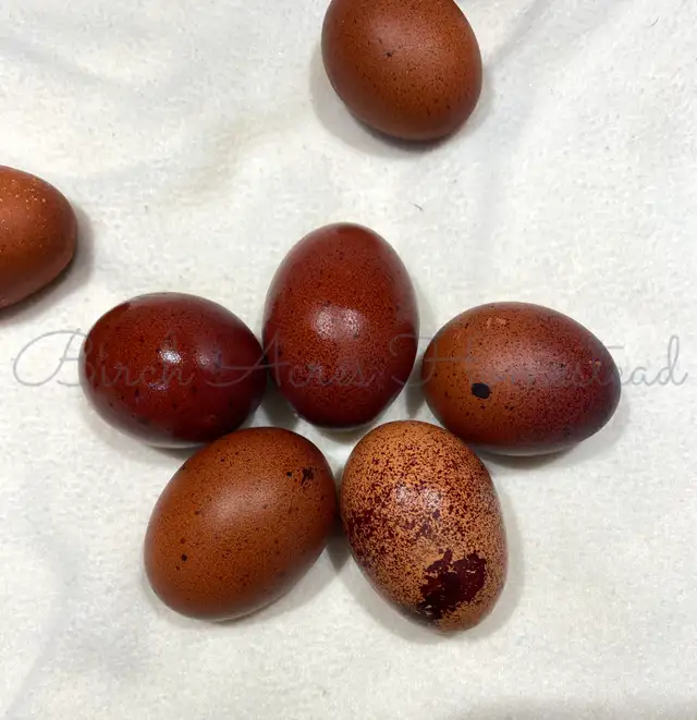 Black Copper Marans Hatching Eggs and Chicks - Photo 4