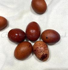 Black Copper Marans Hatching Eggs and Chicks - Photo 4