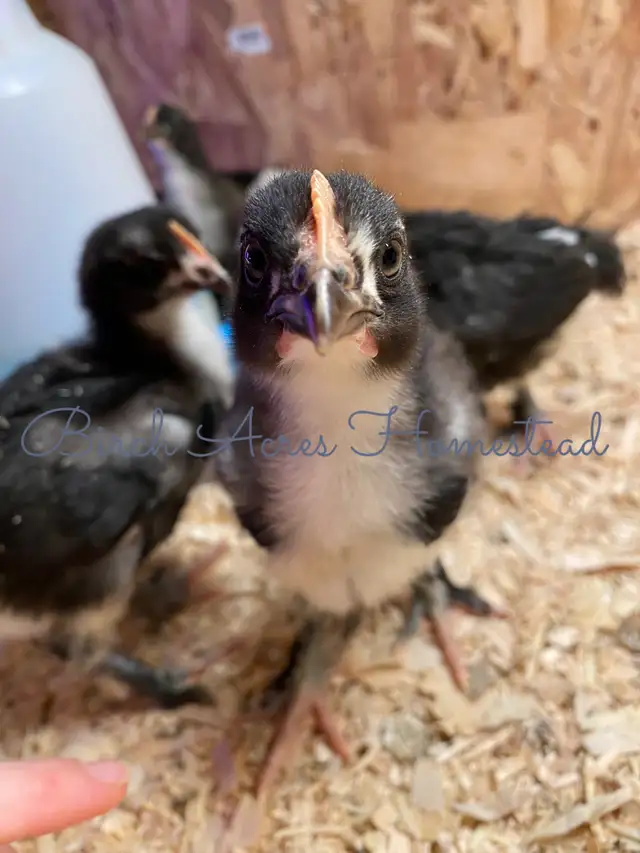 Black Copper Marans Hatching Eggs and Chicks - Photo 5