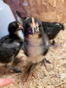 Black Copper Marans Hatching Eggs and Chicks - Photo 5