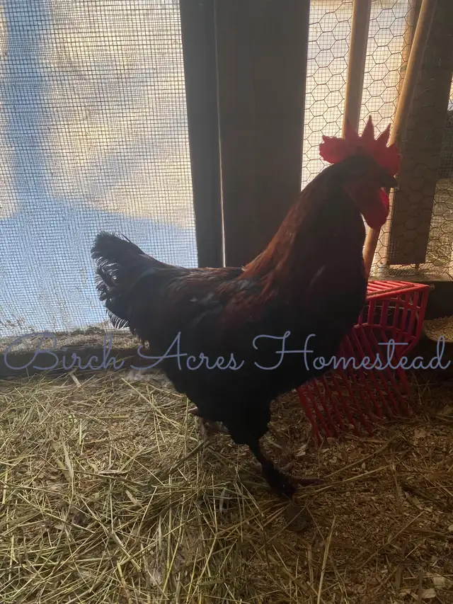 Black Copper Marans Hatching Eggs and Chicks - Photo 6