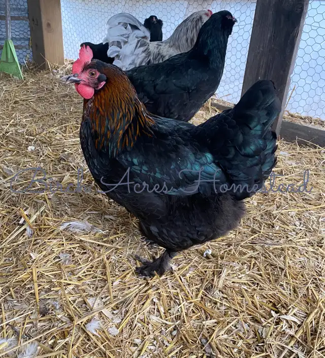 Black Copper Marans Hatching Eggs and Chicks - Photo 7